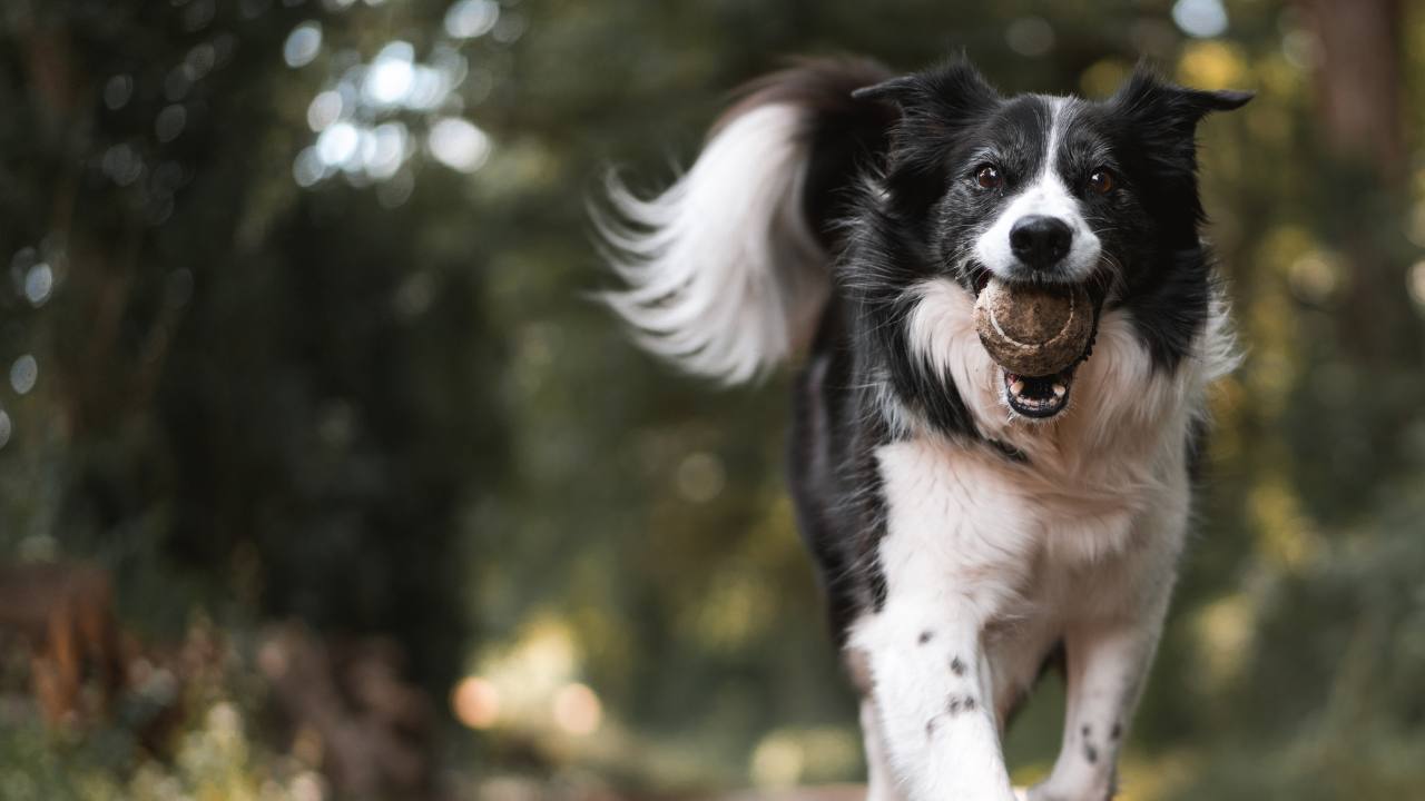 cane eutanasia morto