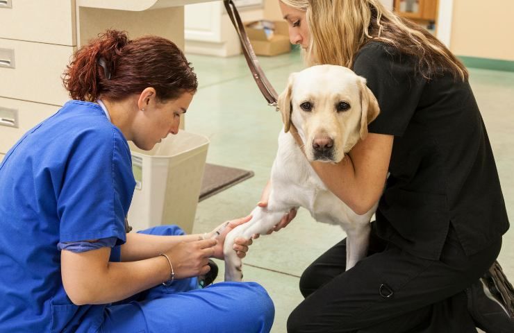 cane eutanasia morto