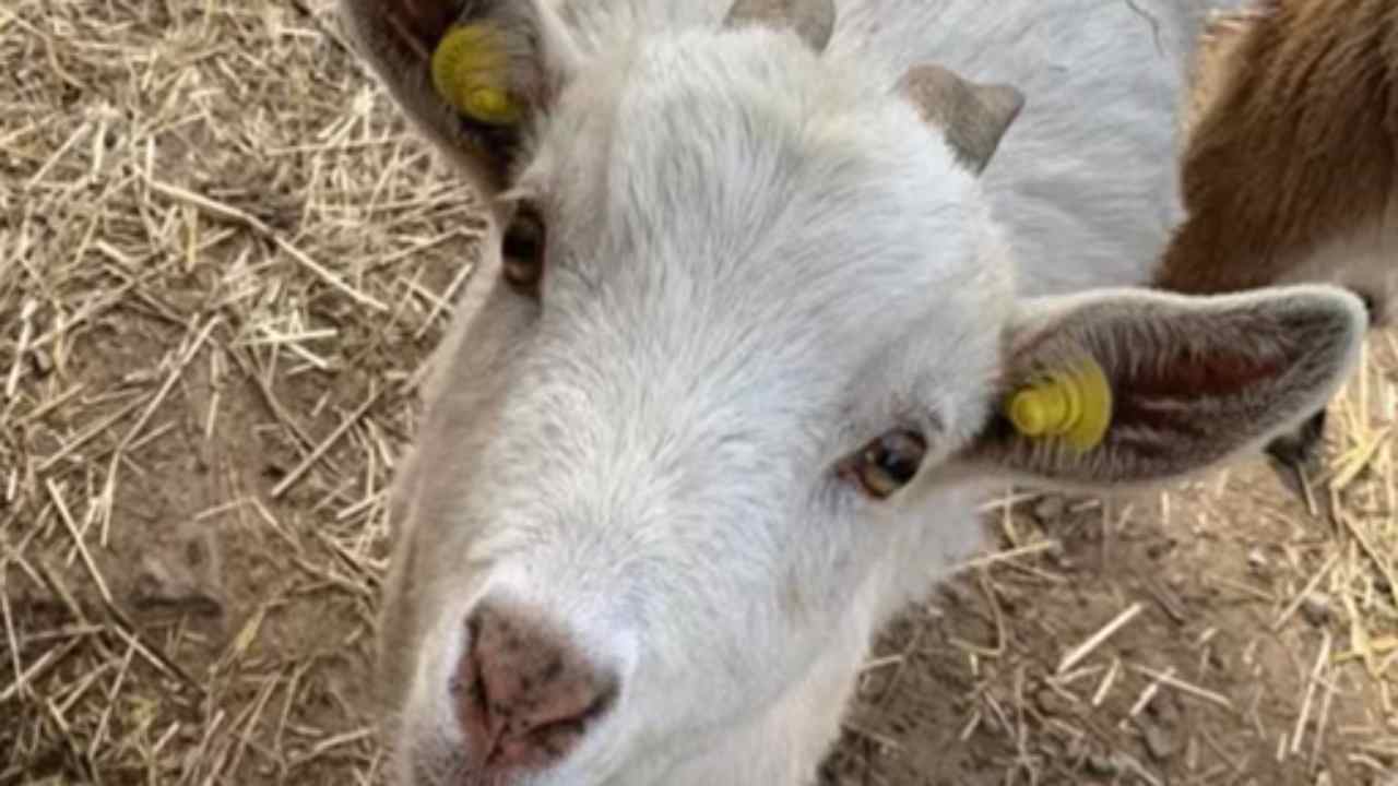 capretta uccisa a calci