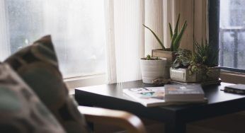 Piante da tenere in appartamento: quali sono quelle da avere in casa