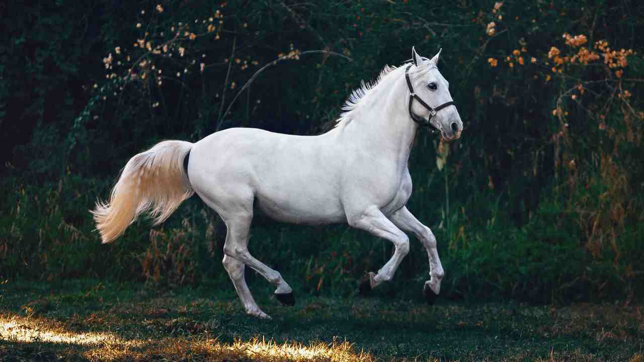 cavallo caratteristiche