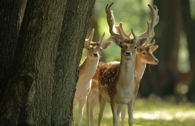 cervo habitat e alimentazione