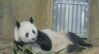 Kung Fu Panda, è morta la mamma di Po che ispirò il personaggio del cartone