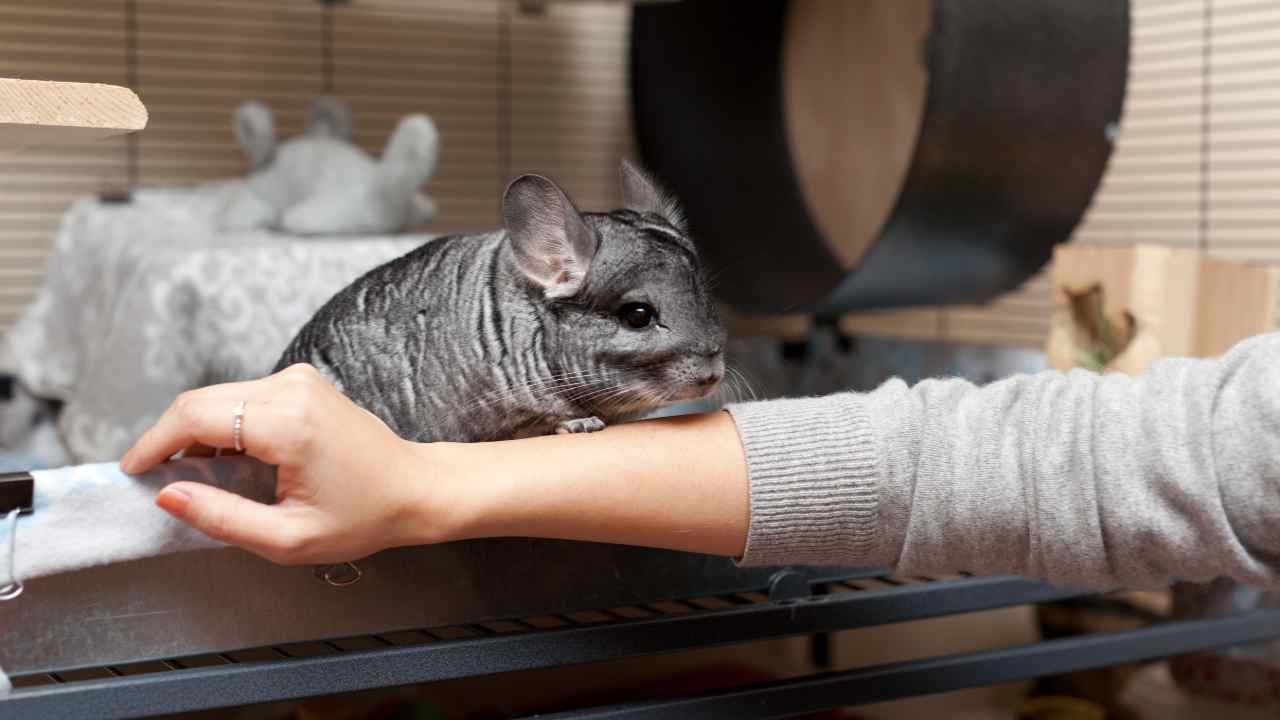 cincillà allevamento e pelliccia