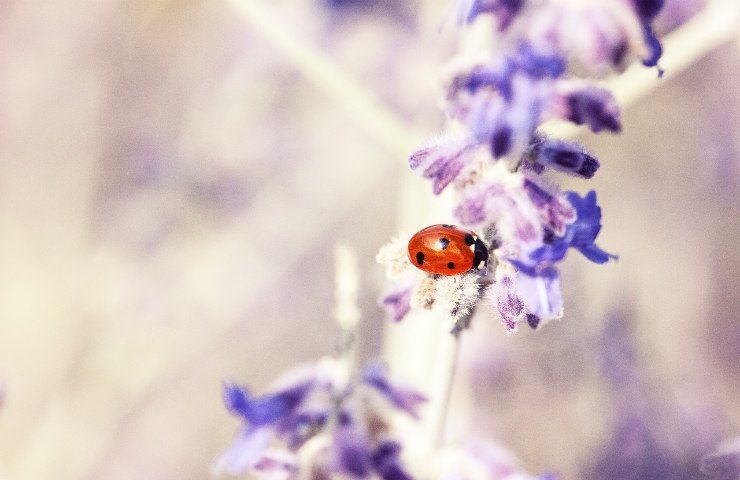 lavanda pianta coccinella