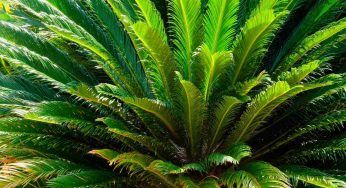 Cycas: come prendersi cura della pianta