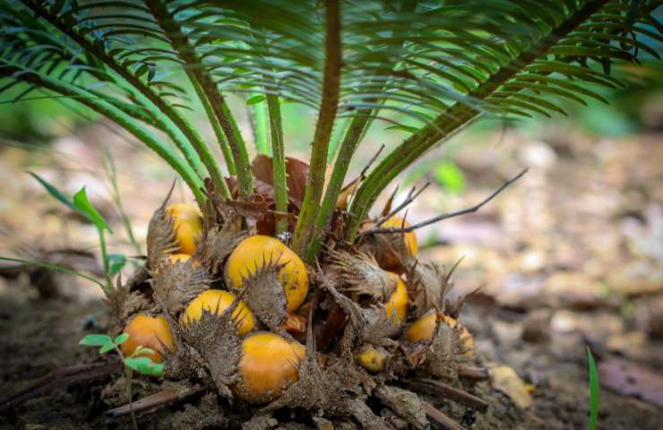 cycas figli