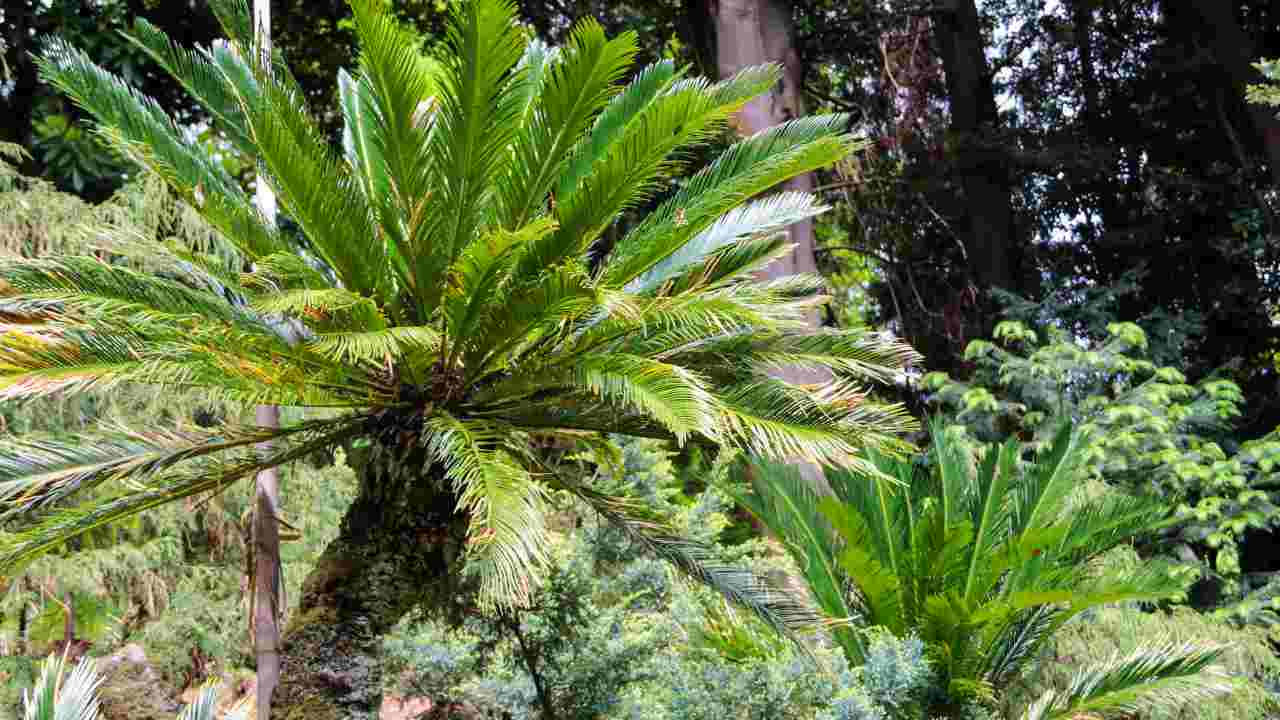 pianta cycas