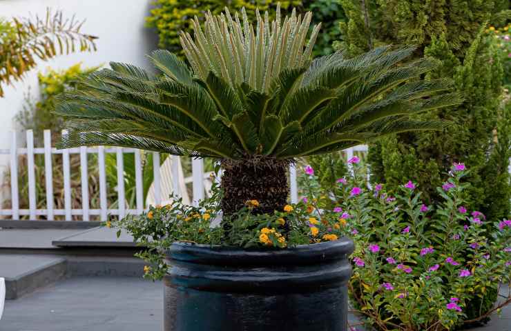 terreno ideale cycas