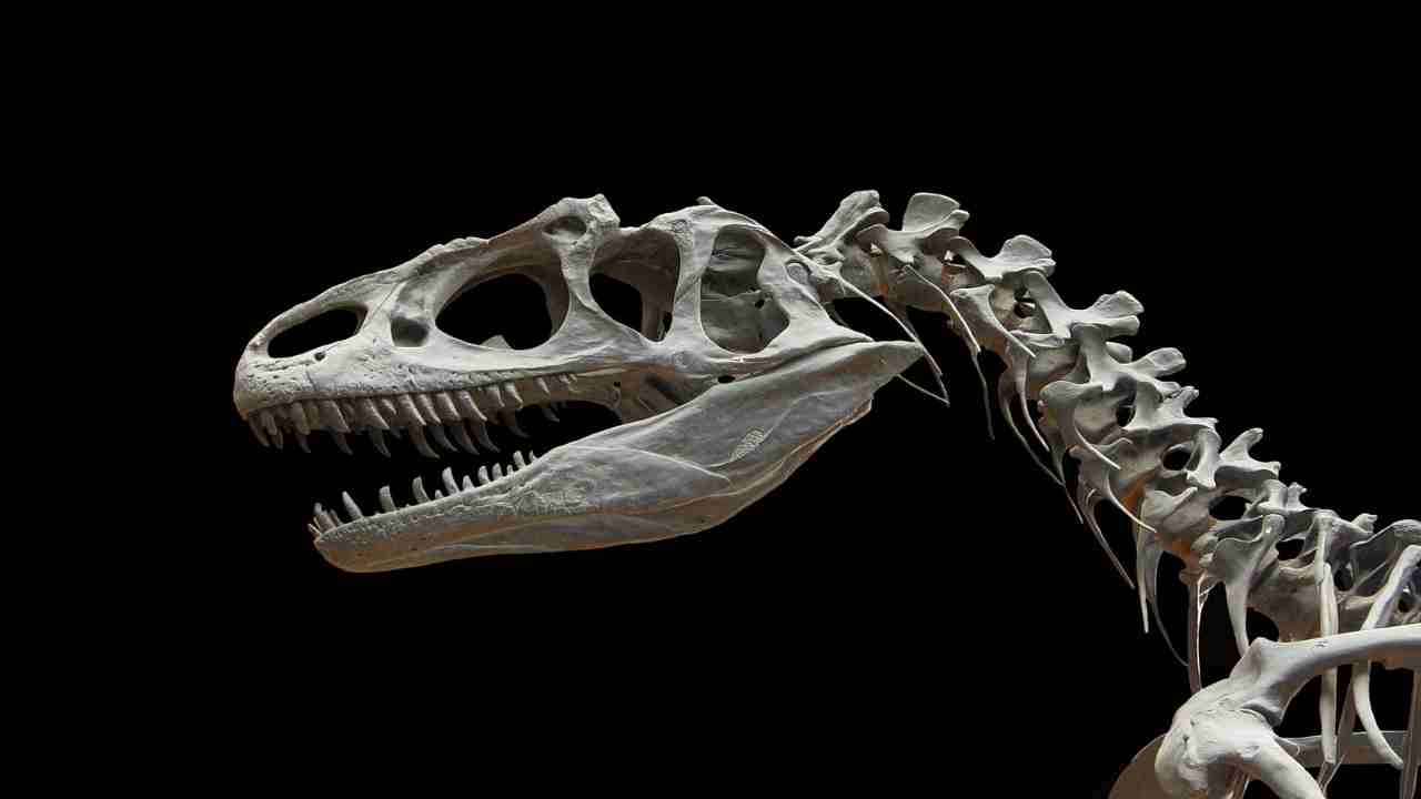 scoperta specie dinosauro africa 