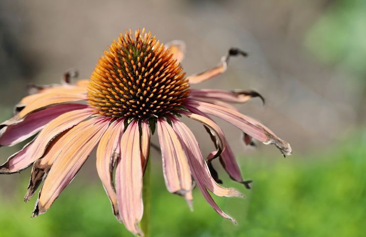 settembre piante echinacea