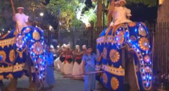 Sri Lanka, evento religioso e elefanti imbizzarriti: gli animalisti dicono siano maltrattati