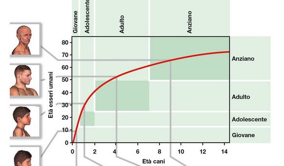 cane età rispetto all'uomo