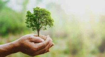 Migliori alberi da piantare vicino casa: tutte le opzioni tra le quali scegliere