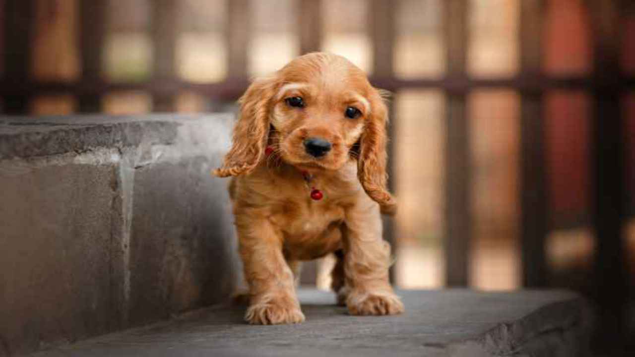 adottare cane consigli pratici