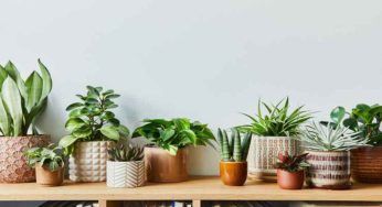 DOVE mettere le piante grasse in casa: controlla che sia il posto giusto
