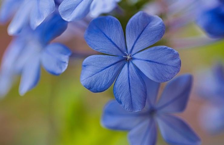 Plumbago talea 