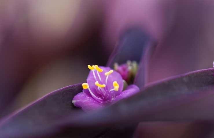 pianta foglie viola facile casa