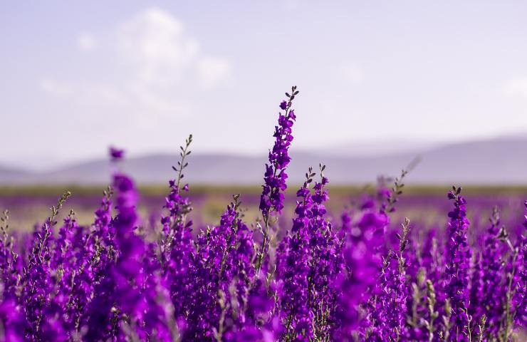 lavanda pianta viola 