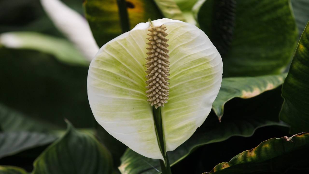 spatifillo fiore bianco