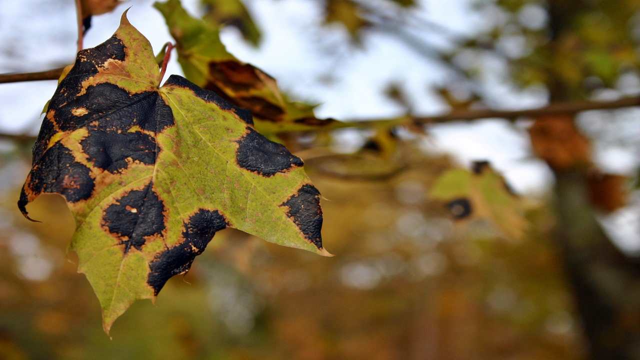 settembre foglia gialla 