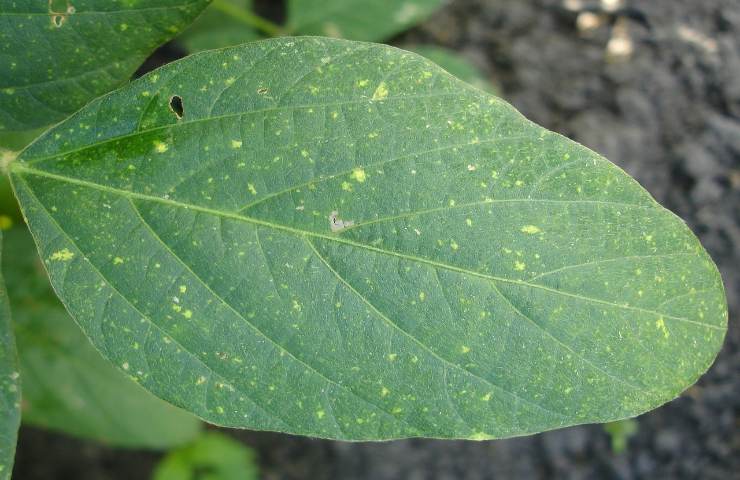 settembre foglia verde 