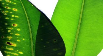 Settembre e problemi con le piante: come riconoscerli e le soluzioni