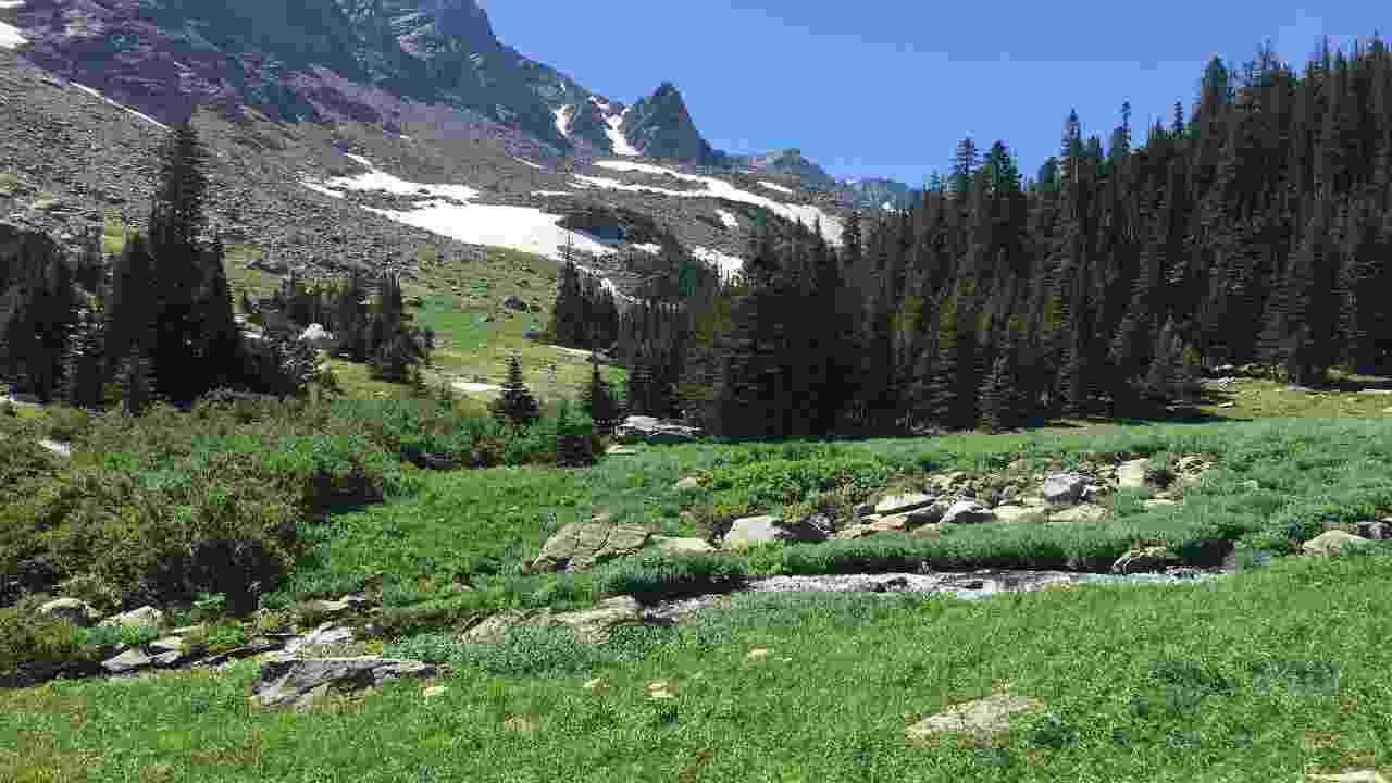 foreste montane a rischio trasloco