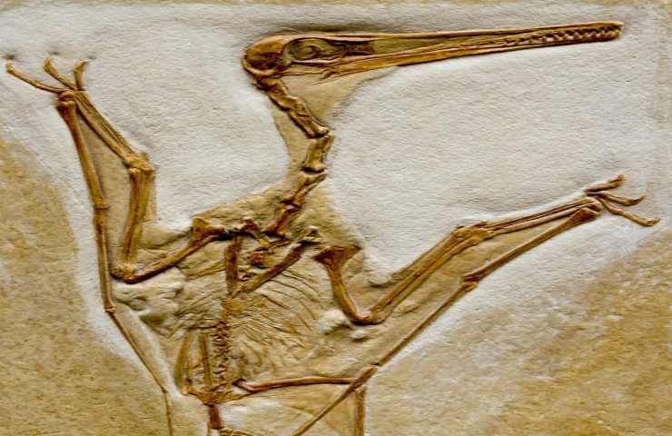 studio fossile uccello dinosauro trovato Cina