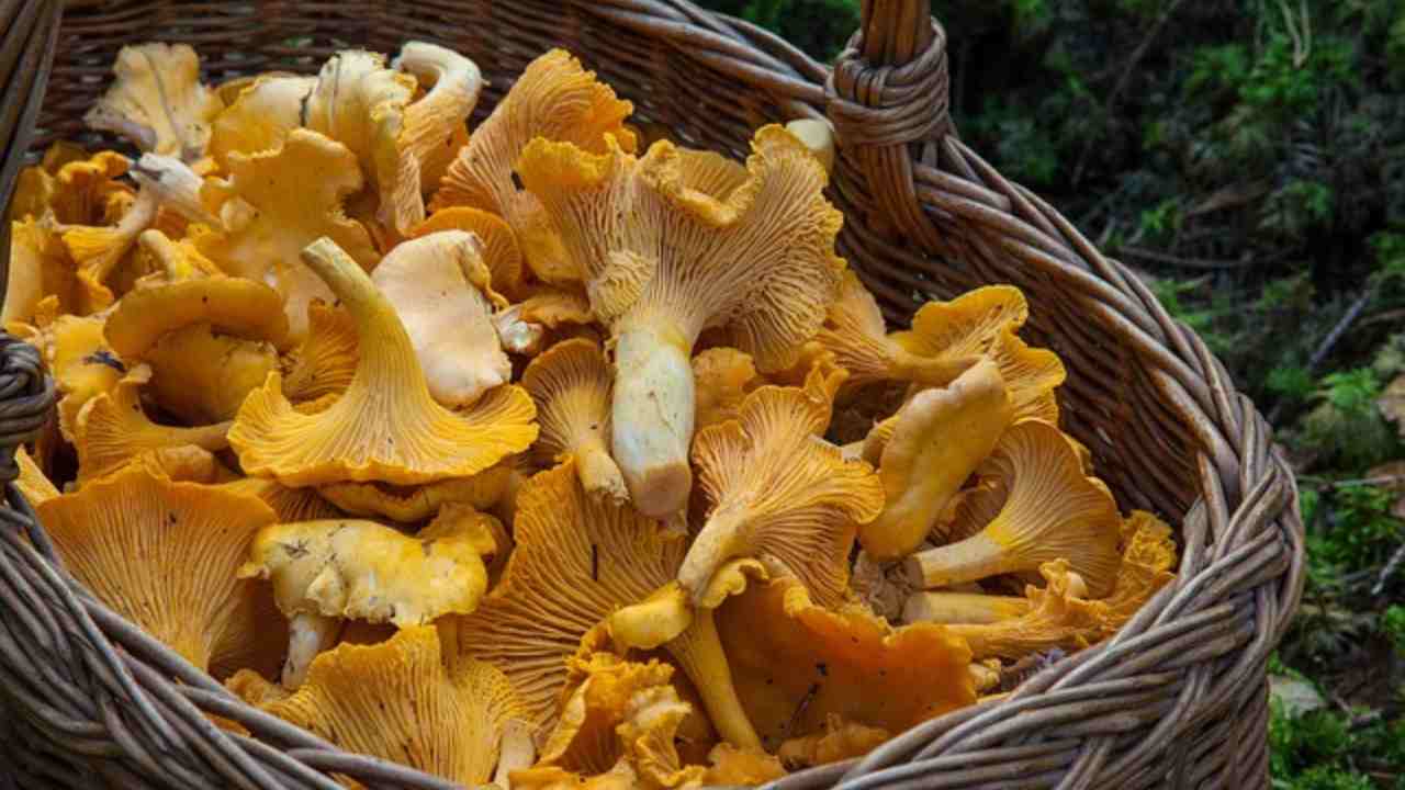 settembre funghi 