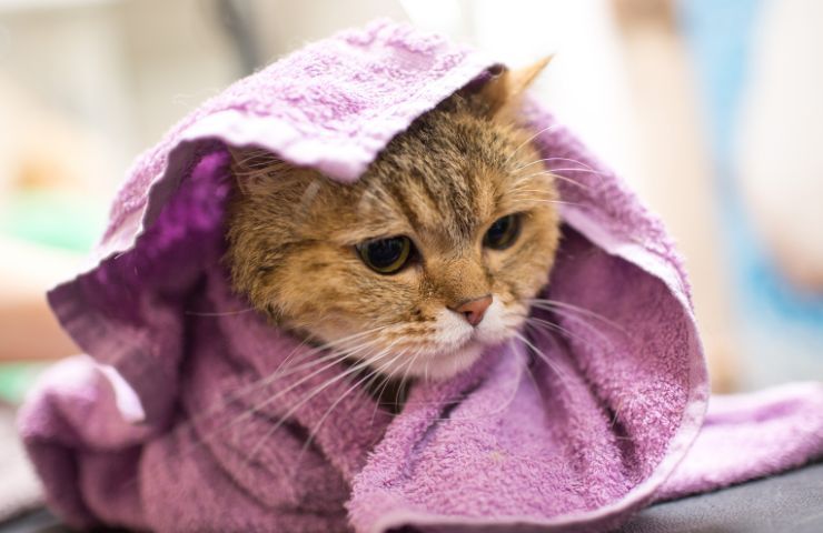 asciugare gatto bagnato