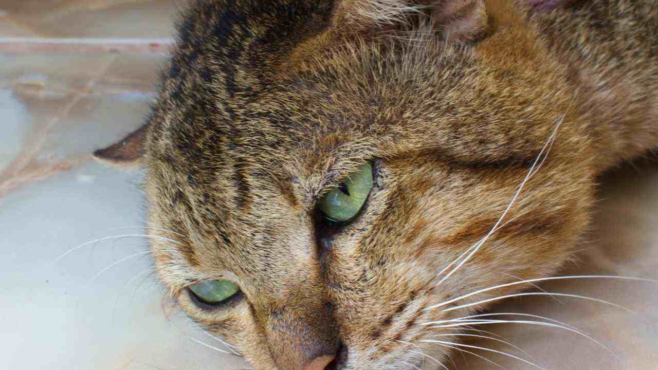 veterinari odenuncia donna maltrattamenti gatto