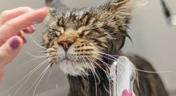Gatti, quando è meglio fargli il bagno: nota queste cose