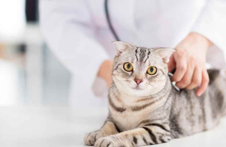 veterinario denuncia donna gatto