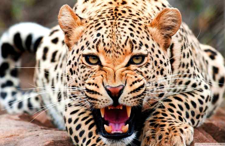 ghepardo habitat e alimentazione
