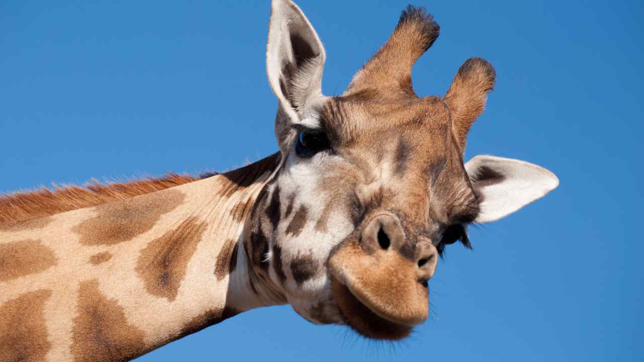 giraffa animale più alto