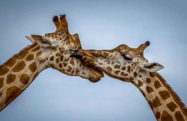 giraffa animale più alto