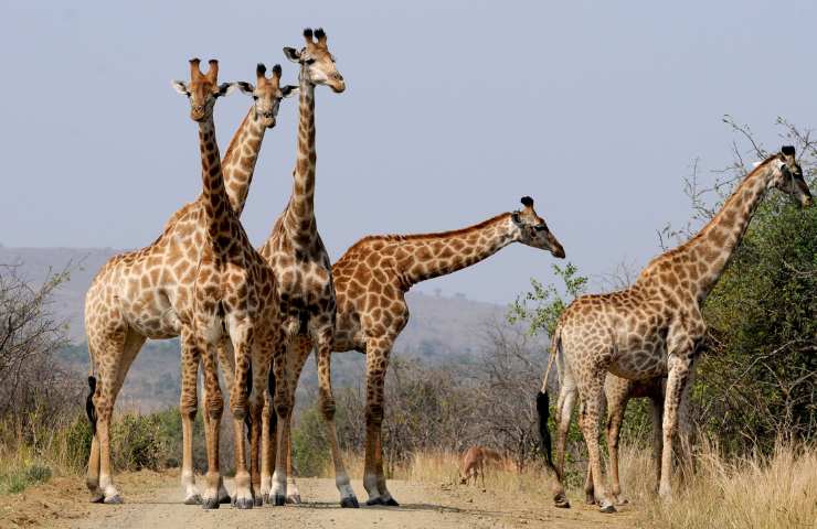 giraffa animale più alto