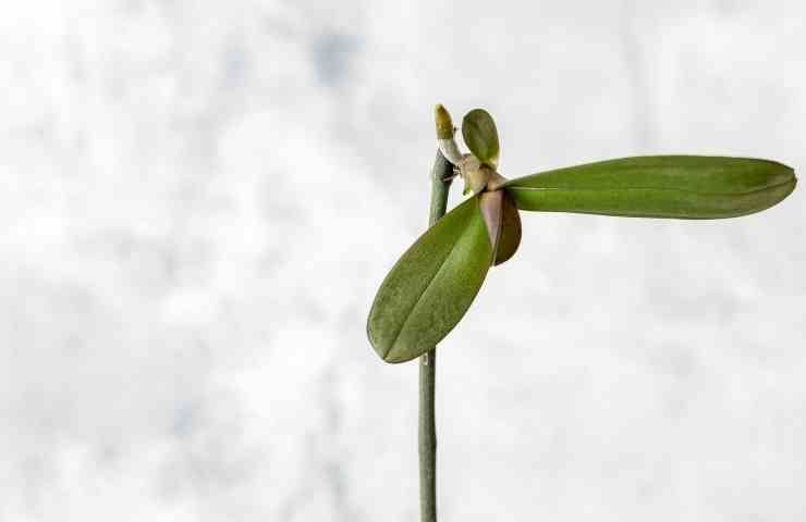 come si riproducono le orchidee