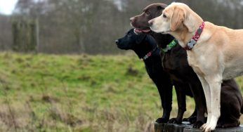 Labrador: caratteristiche e curiosità del cane da compagnia
