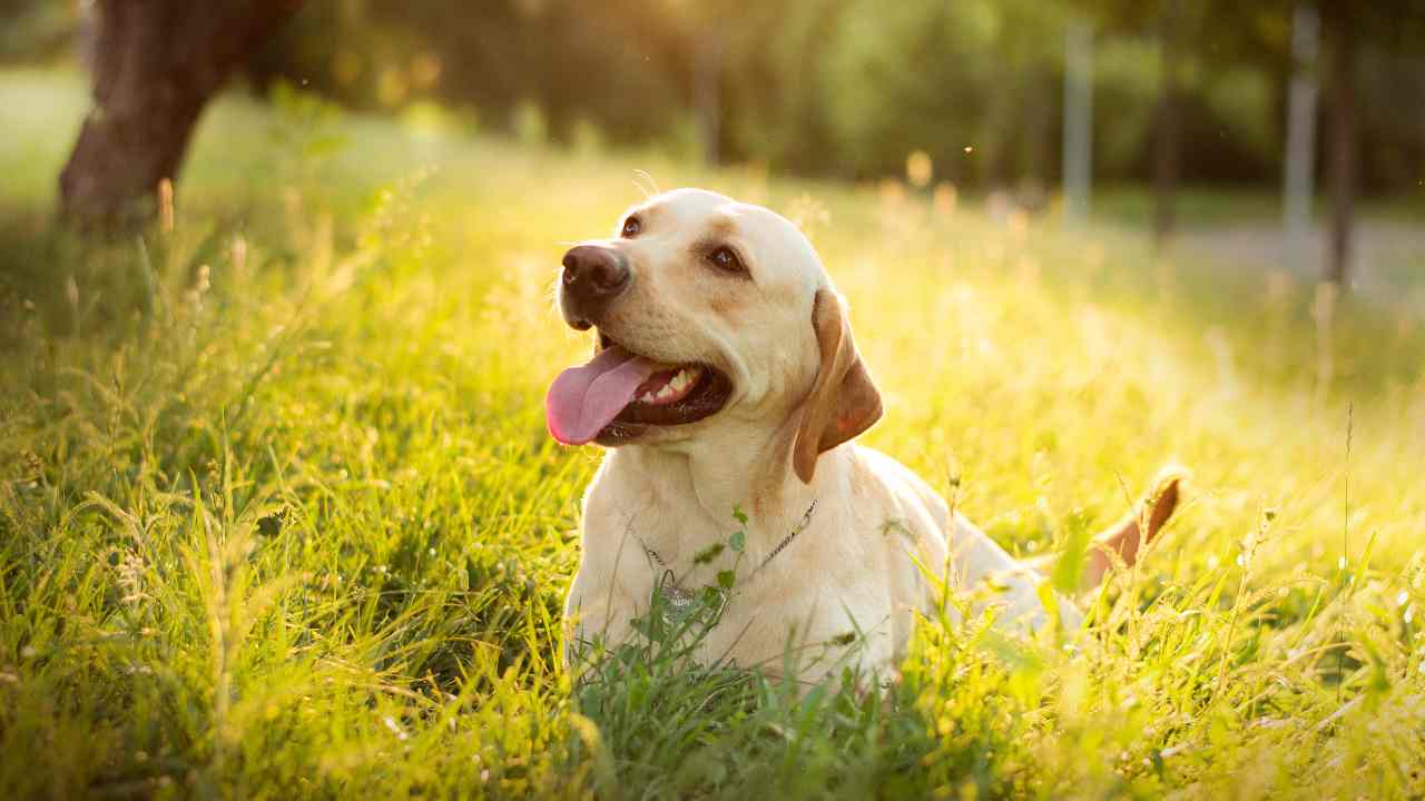 labrador caratteristiche e alimentazione