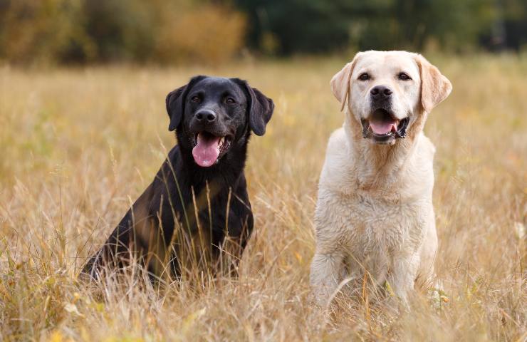 labrador caratteristiche e alimentazione