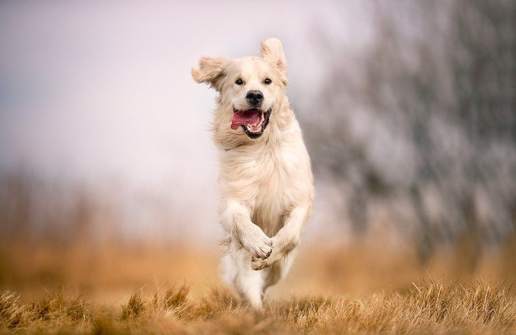 labrador caratteristiche e alimentazione