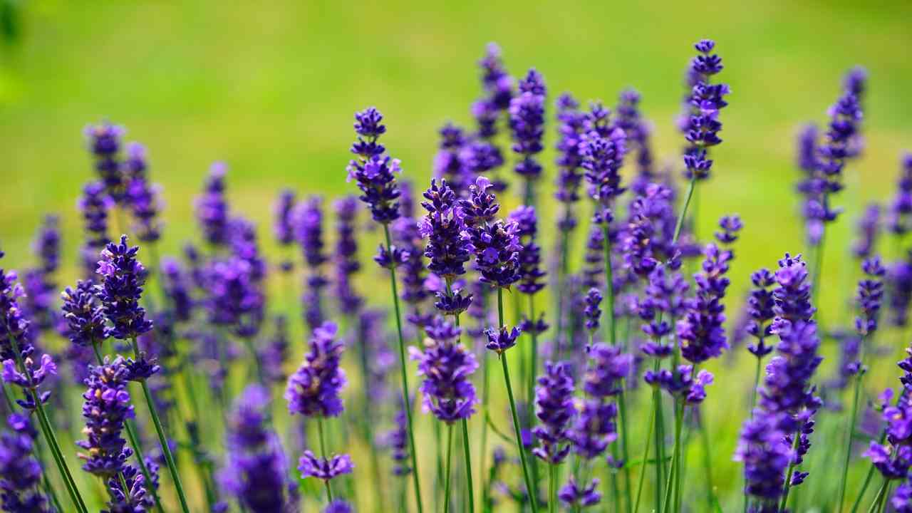 lavanda pianta fiori 