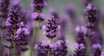 Lavanda, una pianta forte: da dove iniziare per coltivarla