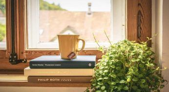 Non hai mai acquistato una pianta? Quale scegliere per la prima volta