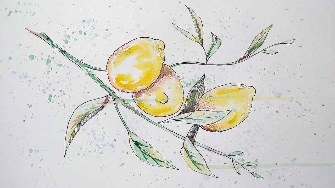 limoni potatura disegno 