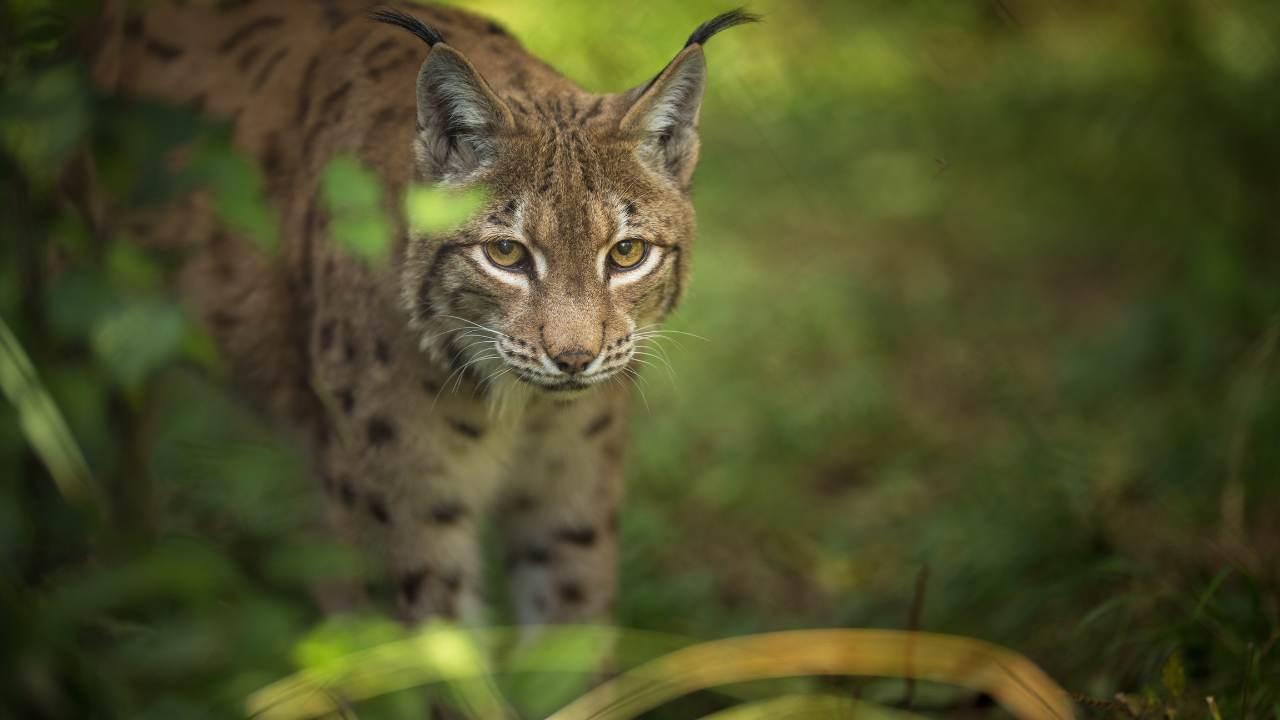 lince habitat e alimentazione