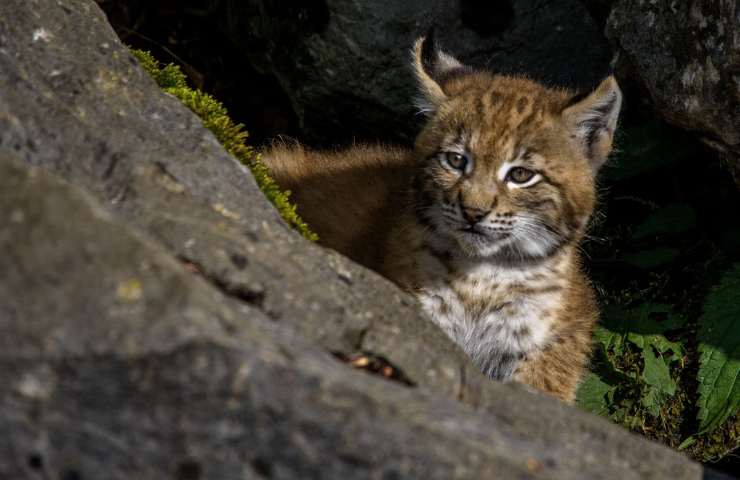 lince habitat e alimentazione