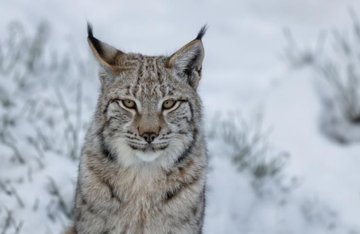 lince habitat e alimentazione